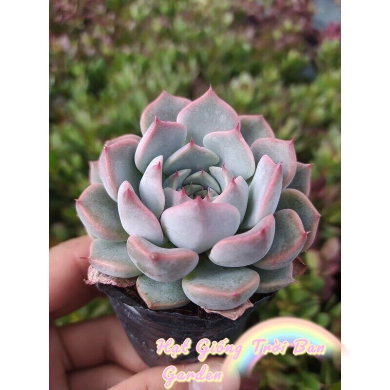 SEN ĐÁ HỒNG CÁNH CỨNG ♠️ ĐÀ LẠT  HƯ 1 ĐỔI 1 ❄️ SIÊU CUTE