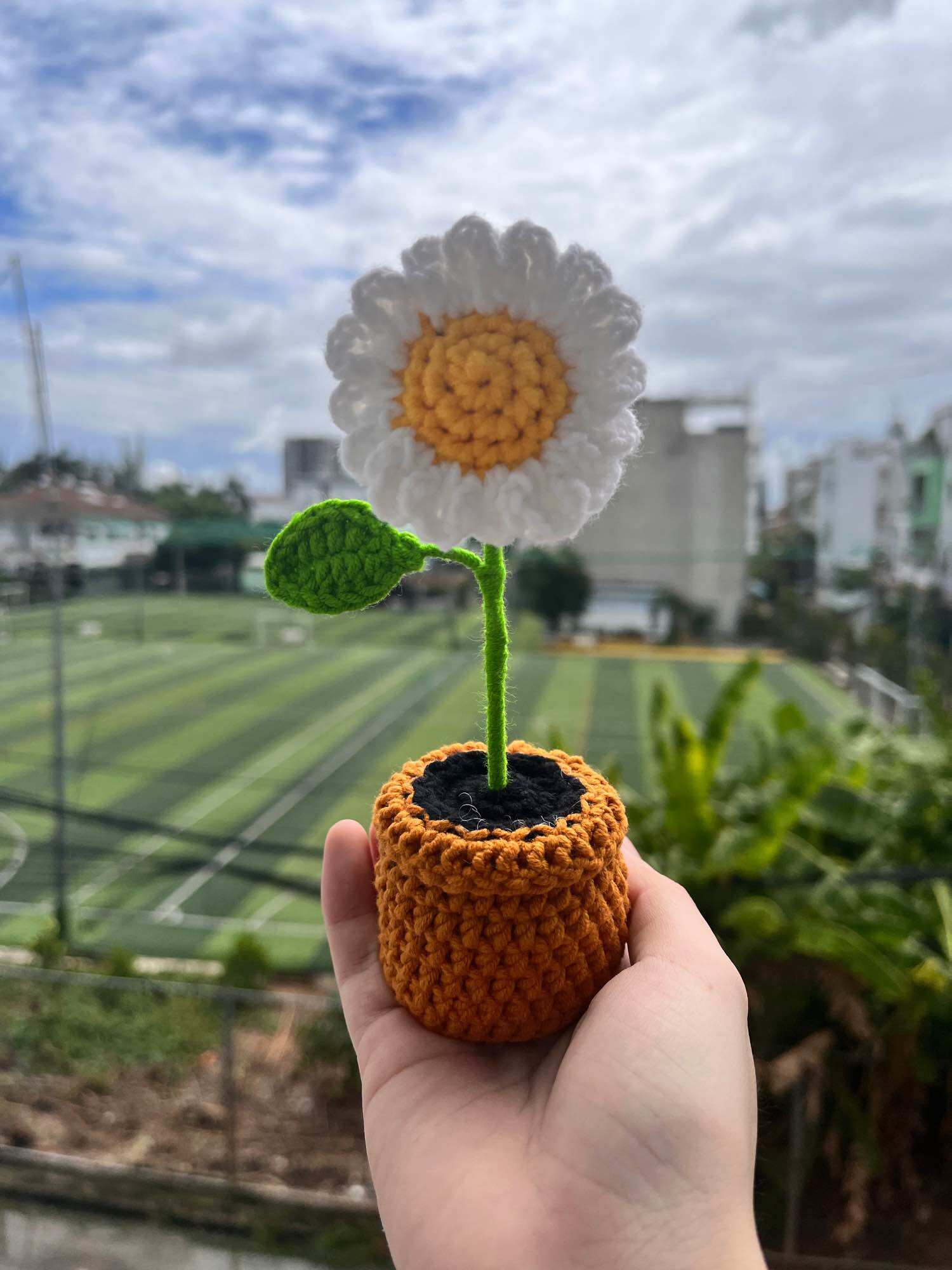 Chậu hoa cúc mini để bàn