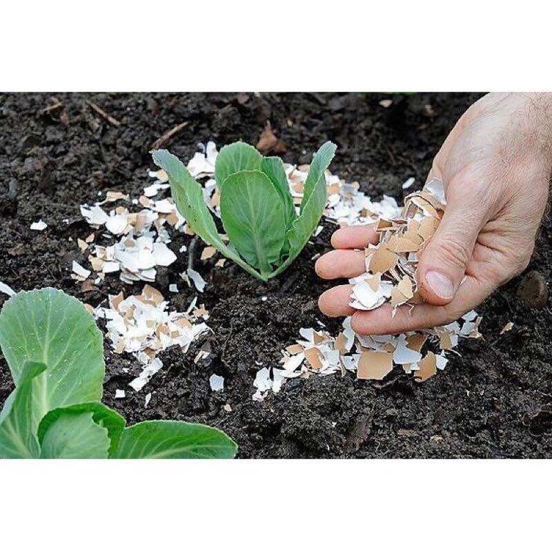 Vỏ trứng gà dành cho cây trồng