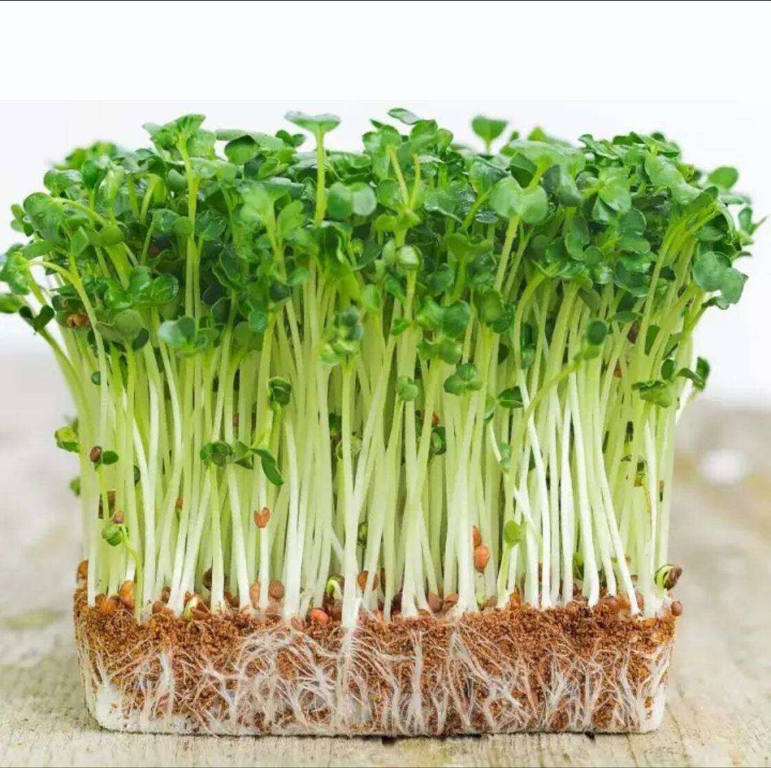 Hạt giống cải mầm PN 30gram