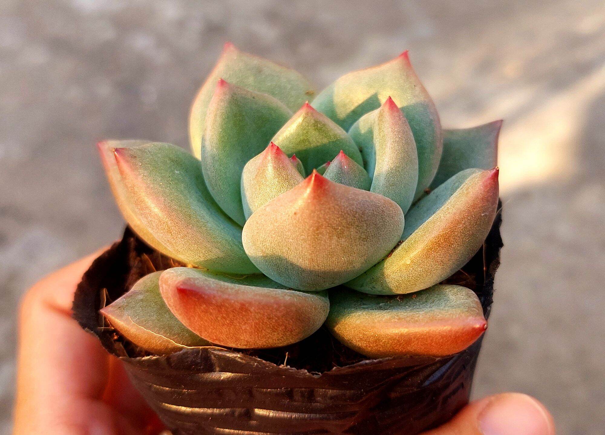 Sen đá PHA LÊ ĐỎ size bầu