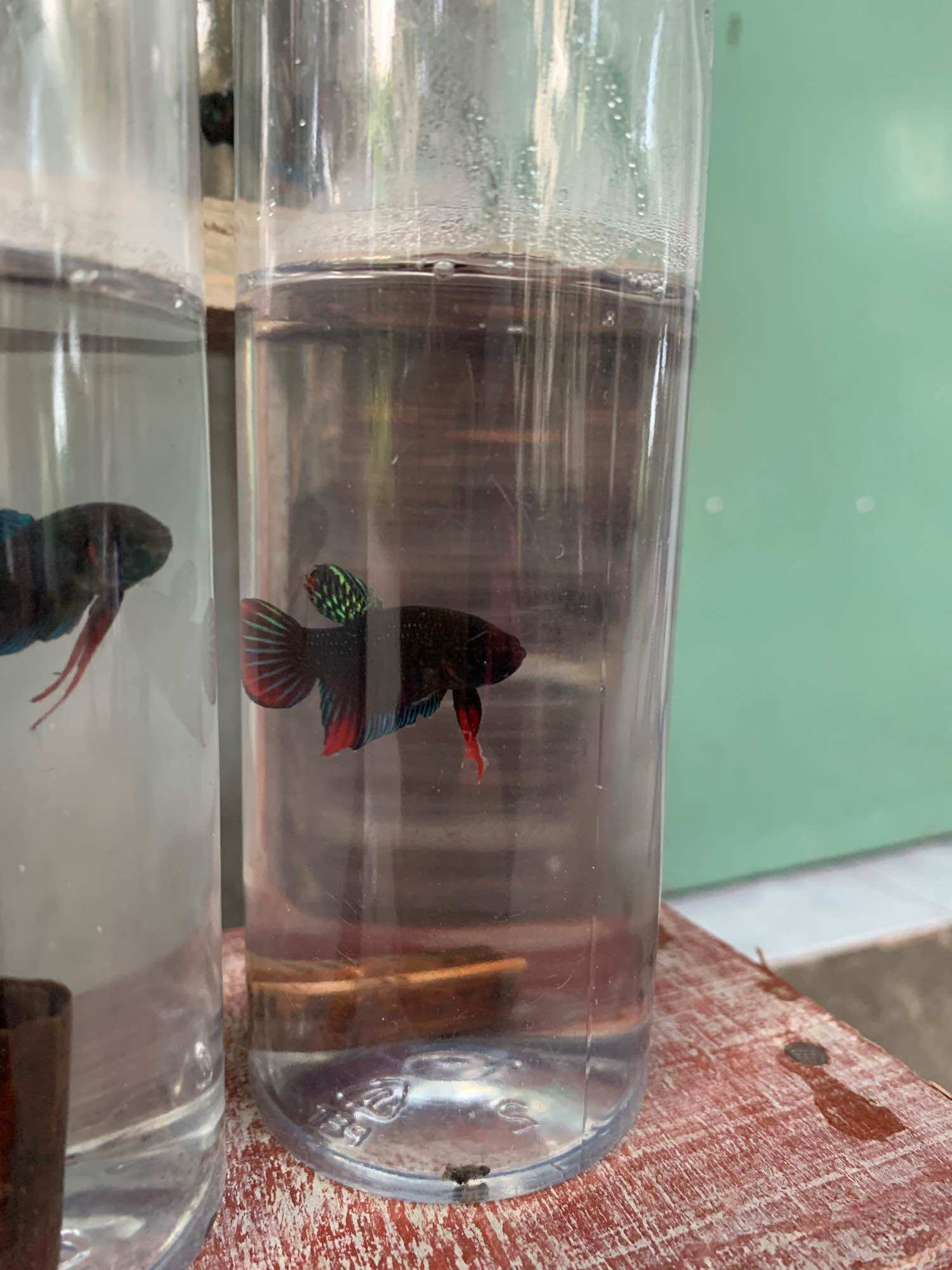 Lia thia đồng trống 20k