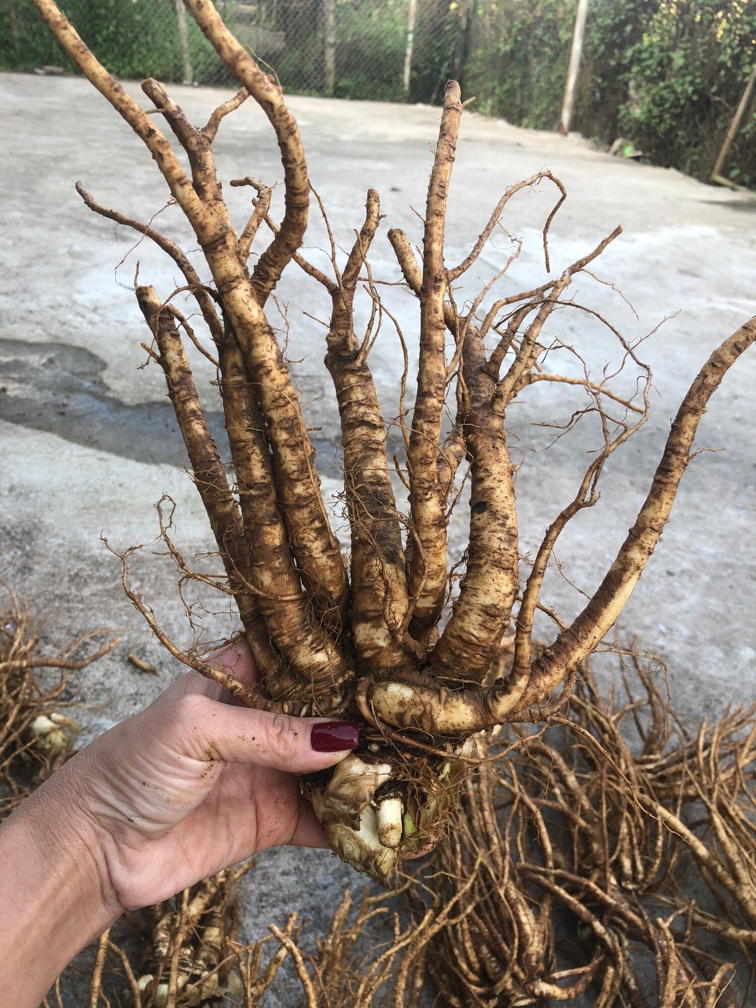 Sâm đương quy tươi (120.000/2kg)