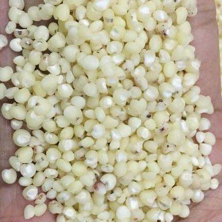 Hạt ý dĩ ( ý dĩ nhân- hạt bo bo) loại ngon túi 500g