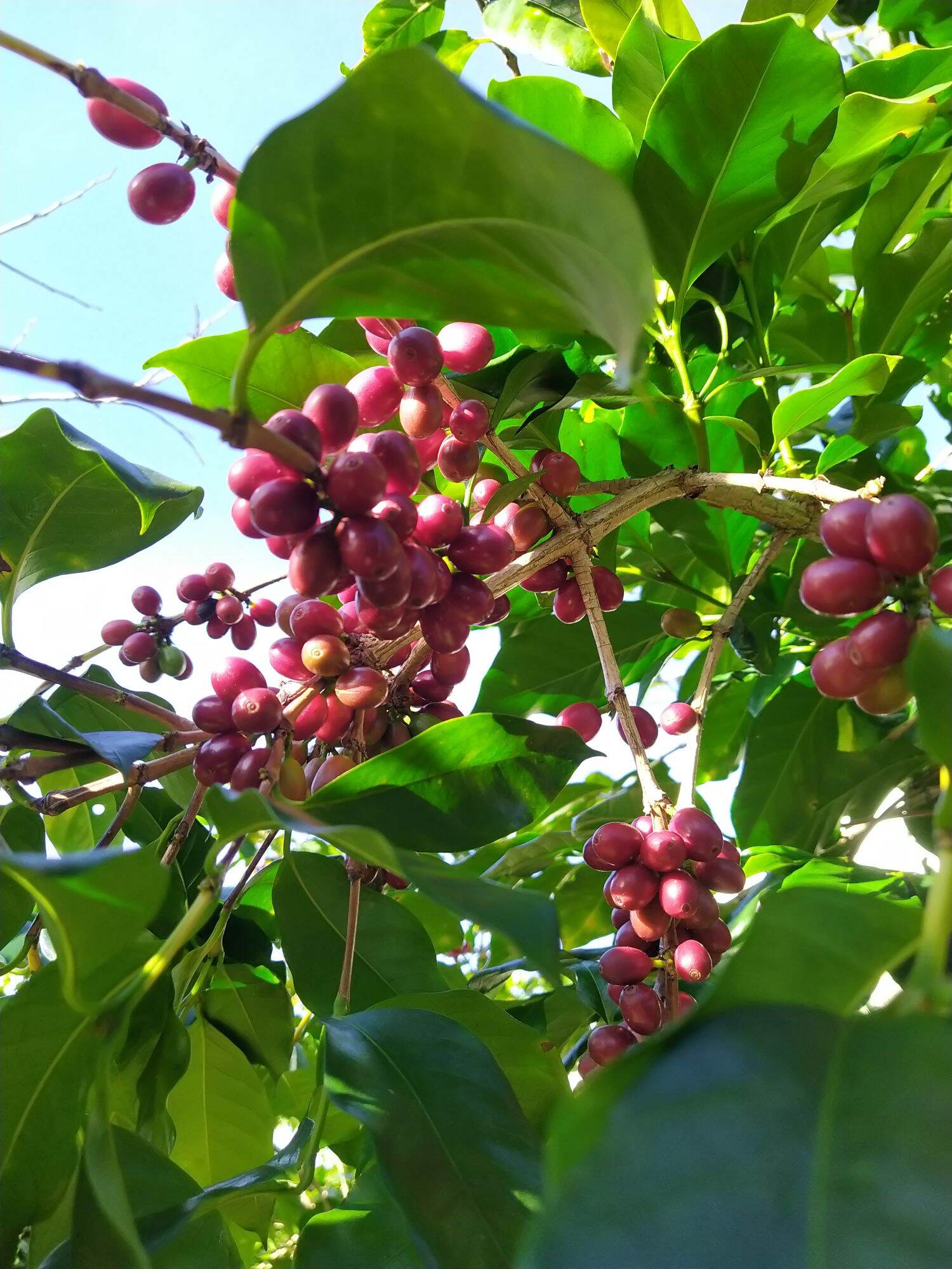 Nhân xanh Arabica cầu đất ( chưa rang)
