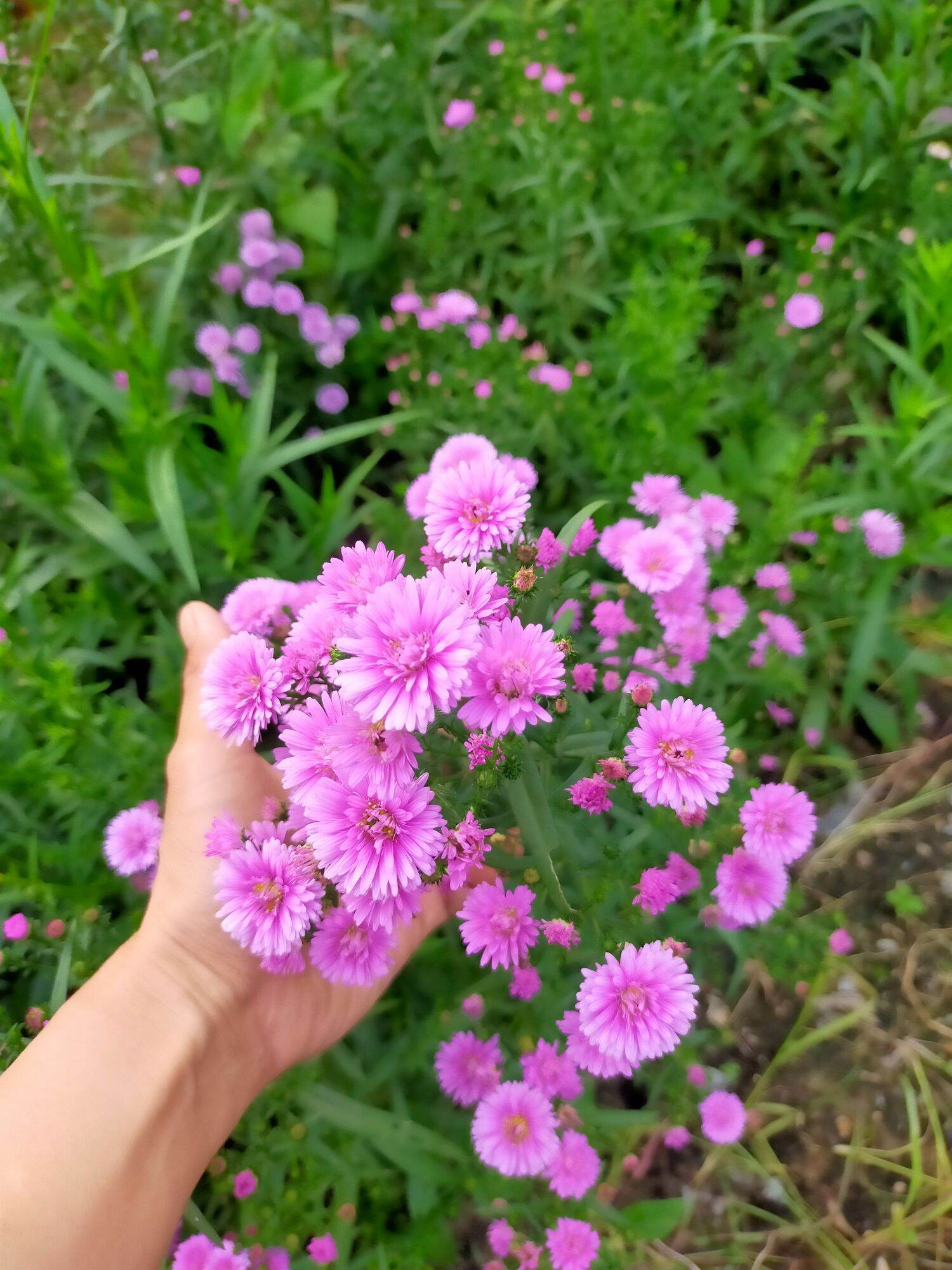 Combo 30 cây giống thạch thảo