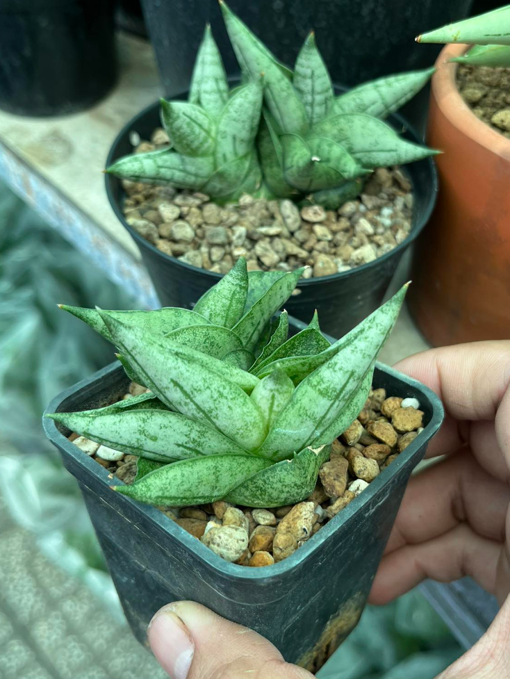 Cây lưỡi hổ mini - Sansevieria Boncel Mini
