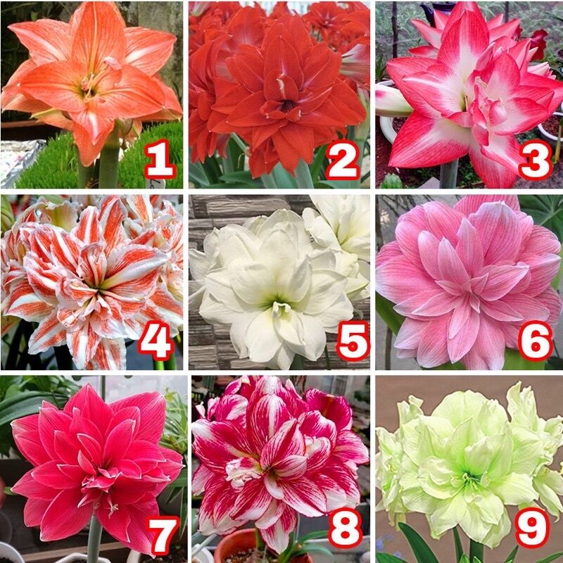10 củ Huệ cánh Kép
