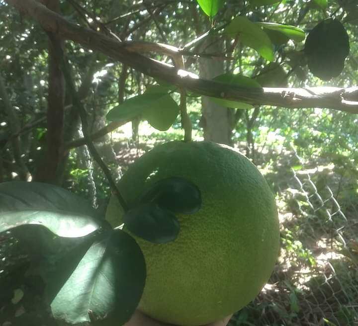 Cây giống bưởi da xanh ruột đỏ