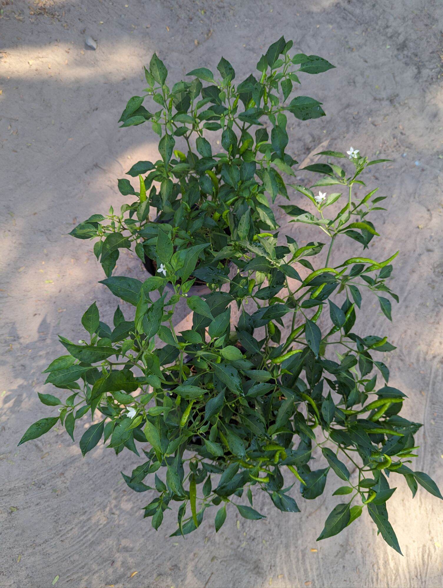 Chậu giống ớt chỉ thiên trưởng thành
