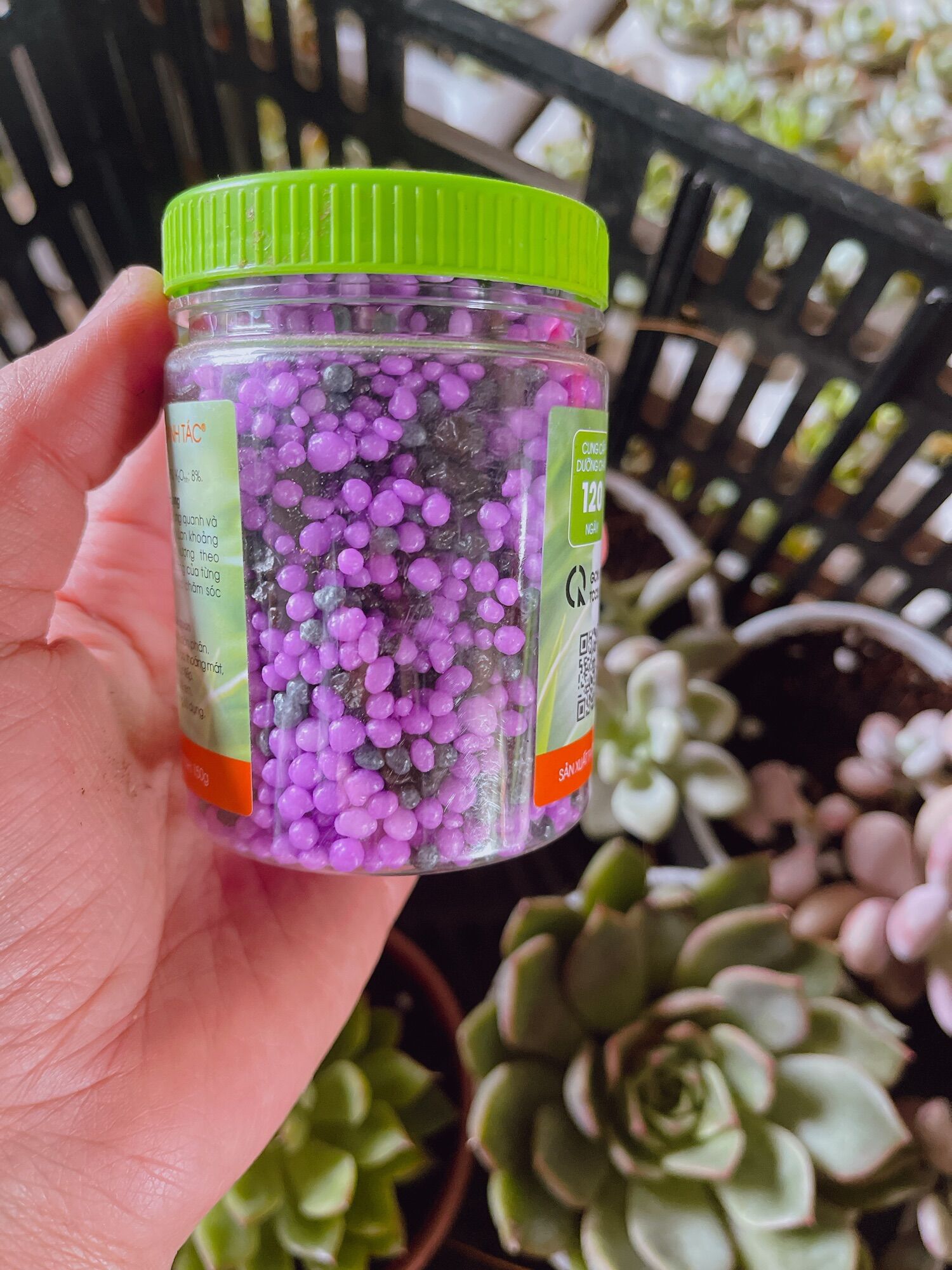 Phân tan chậm dành cho cây con