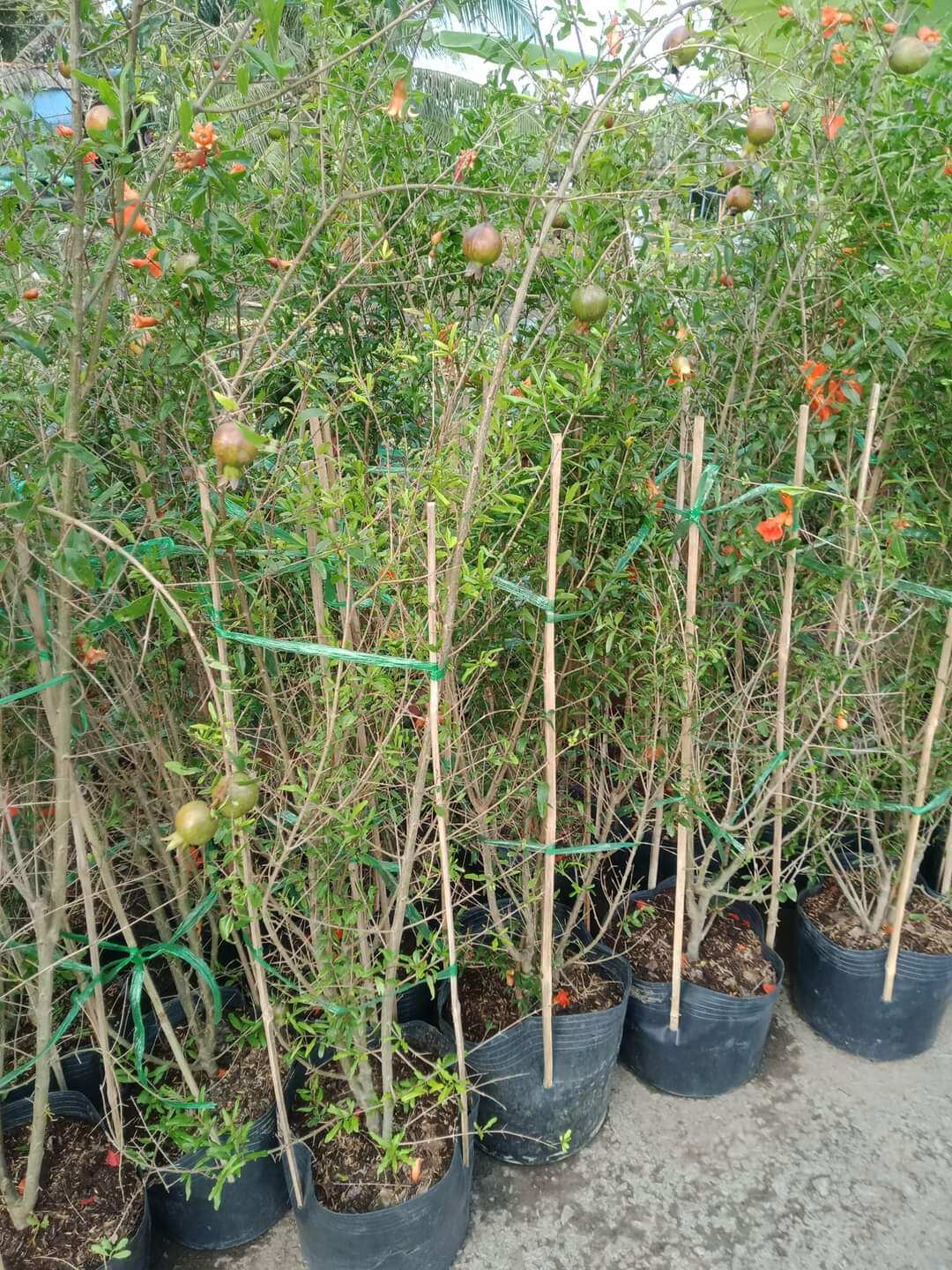 Cây lựu thái quả to