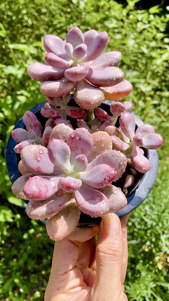 Sen đá sỏi Hồng