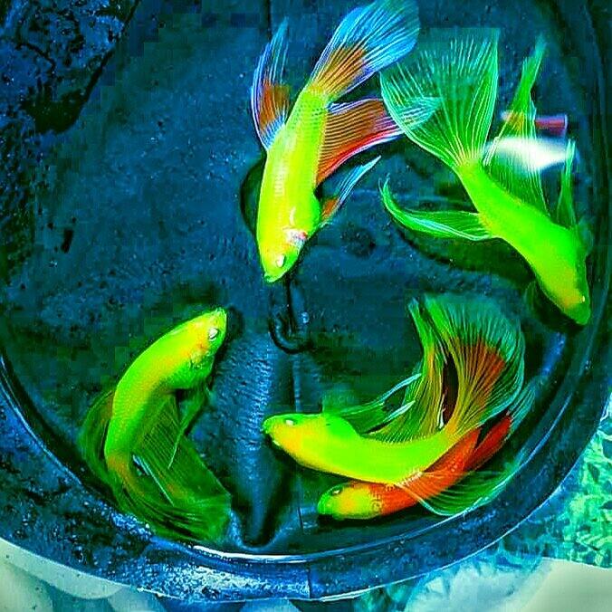 ( cá betta) combo 10 betta samurai red siêu đẹp