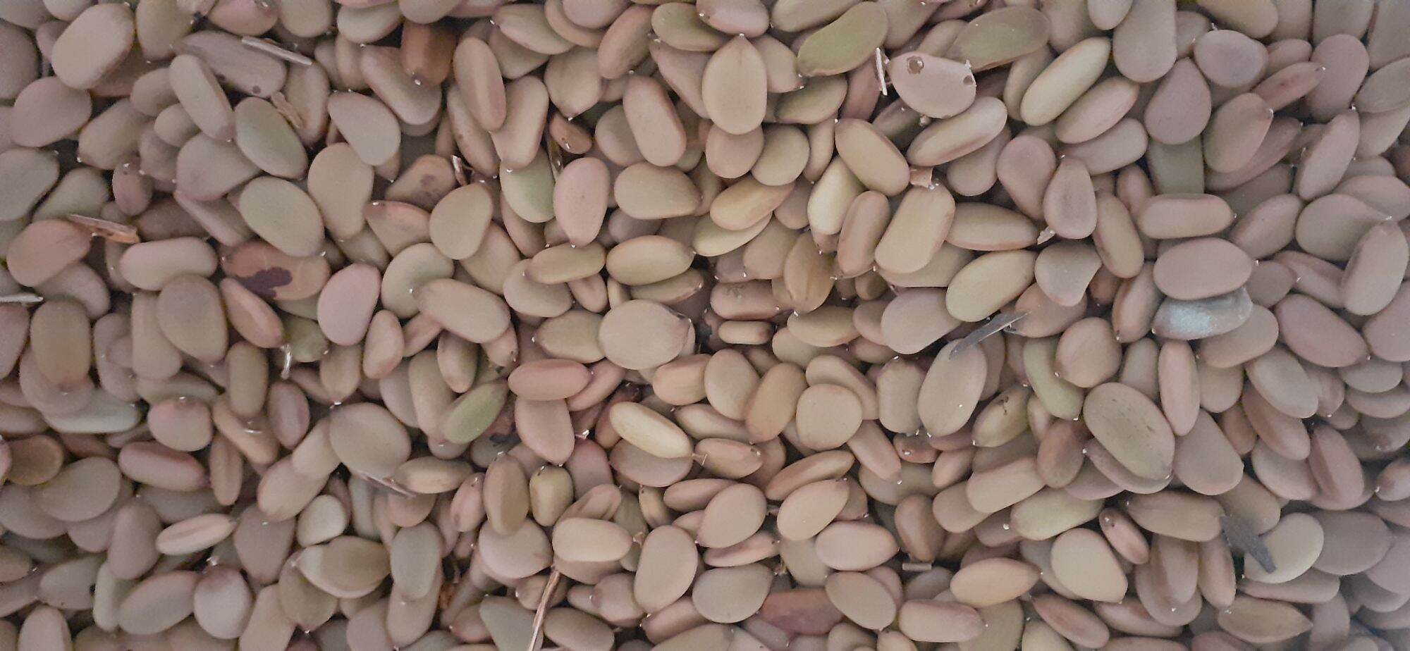 800gram hạt keo gai giống