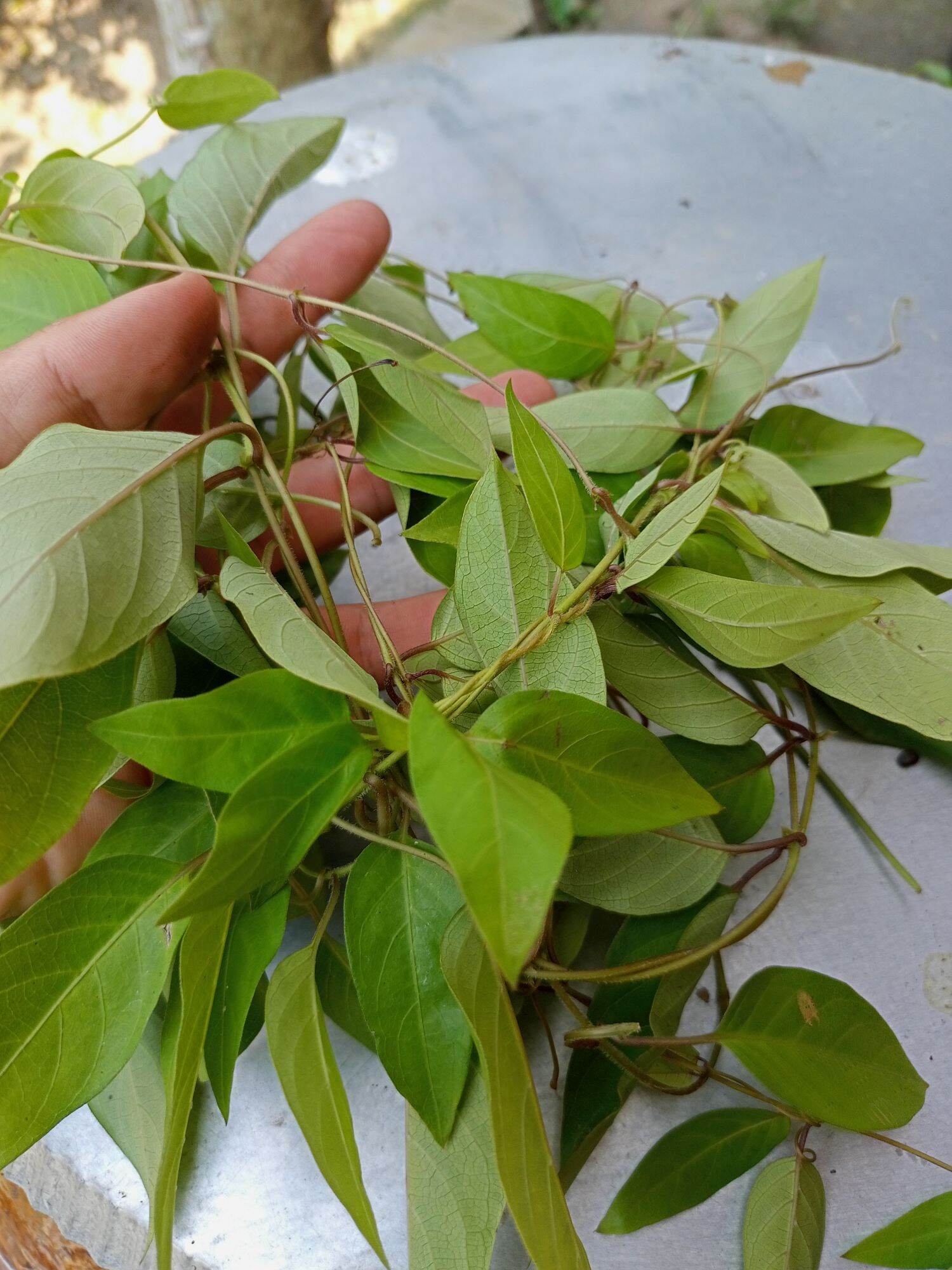 combo 3kg lá mơ rừng ( cắt cả dây )  lá mơ trơn , lá thúi địt