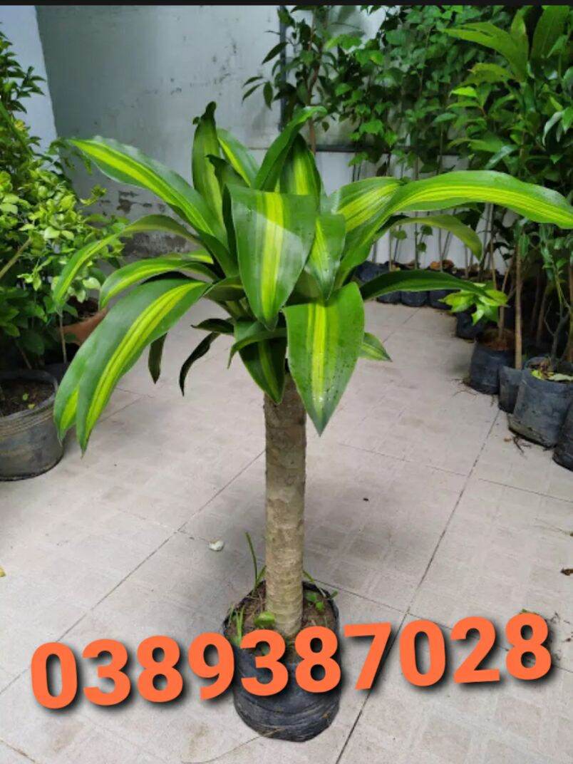 Cây thiết mộc lan,may mắn,tài lộc