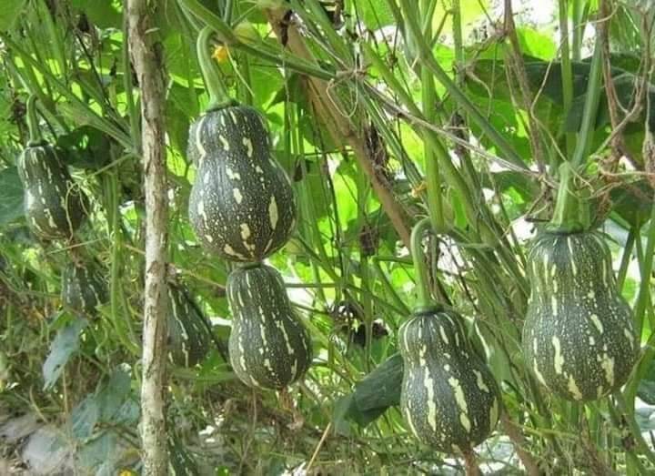 Hạt giống bí hồ lô
