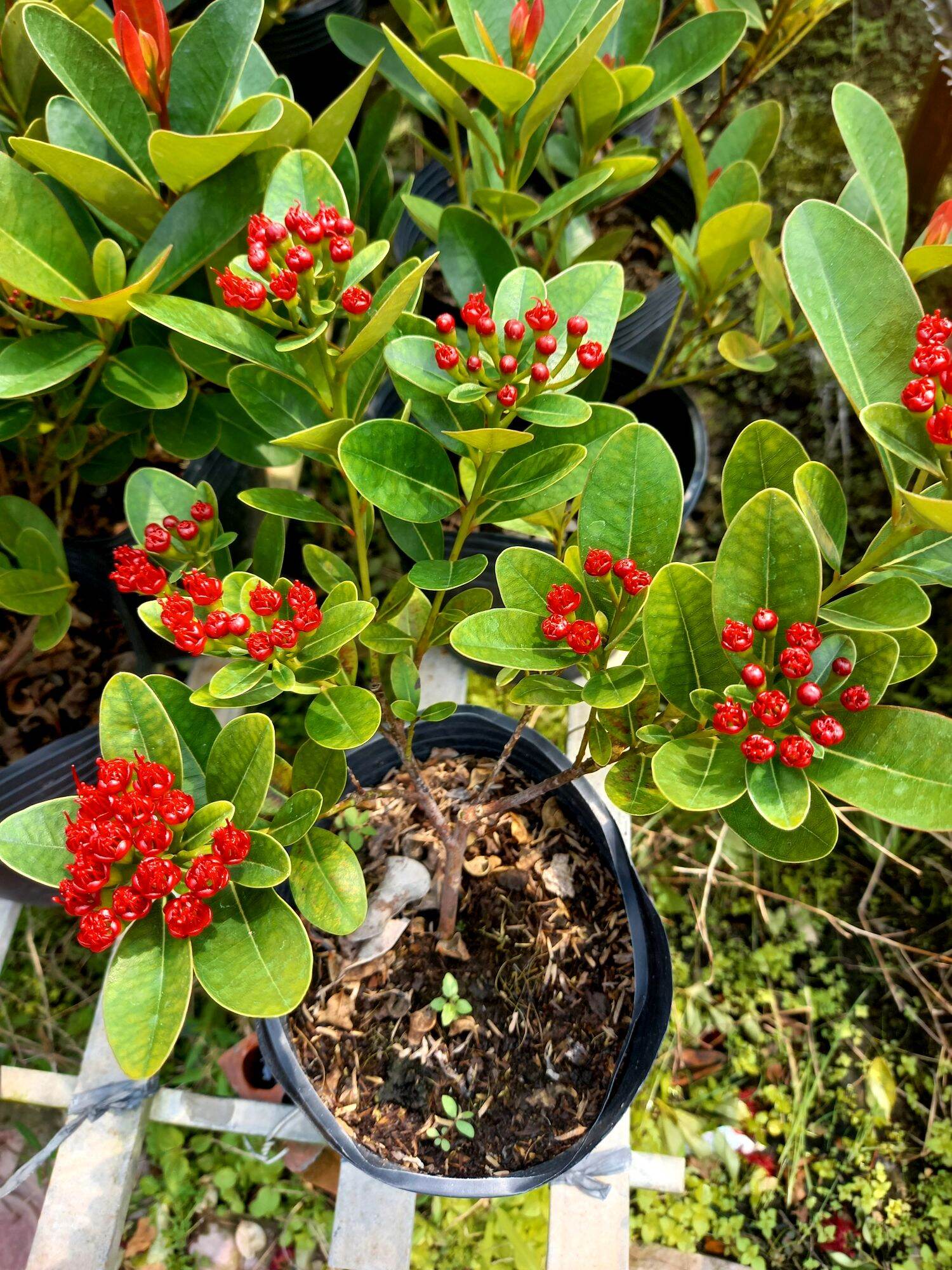 cây mai thái đỏ đậm