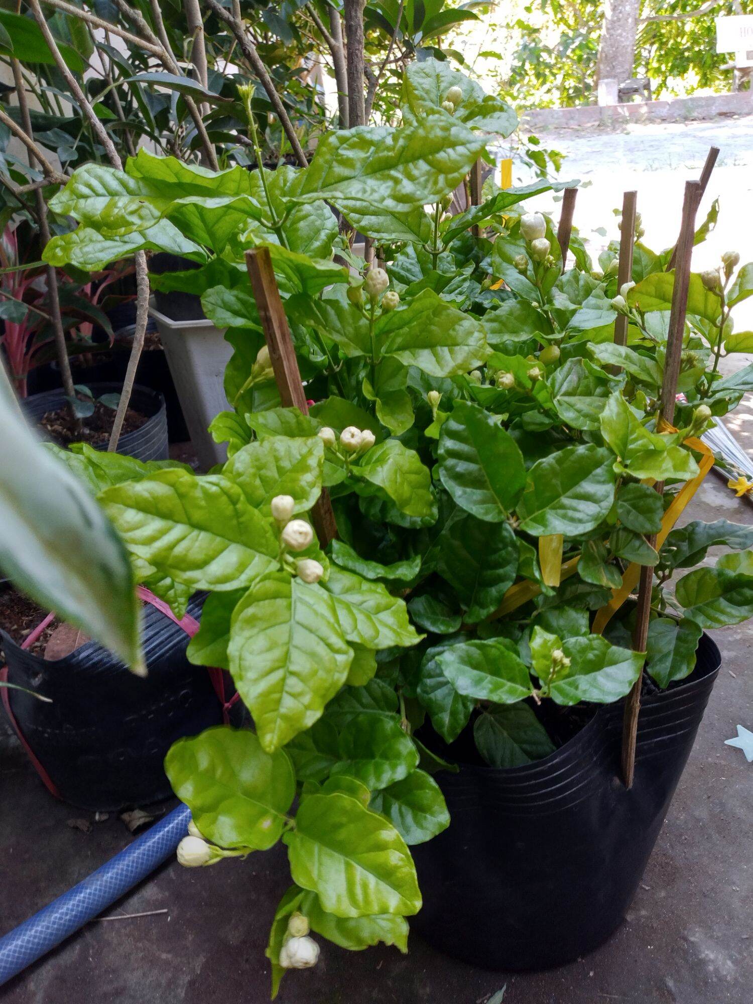 Chậu Lài ta, lài thơm ướp trà