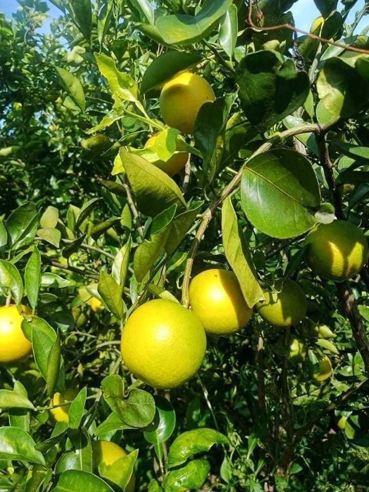 Cam xoàn Đồng Tháp