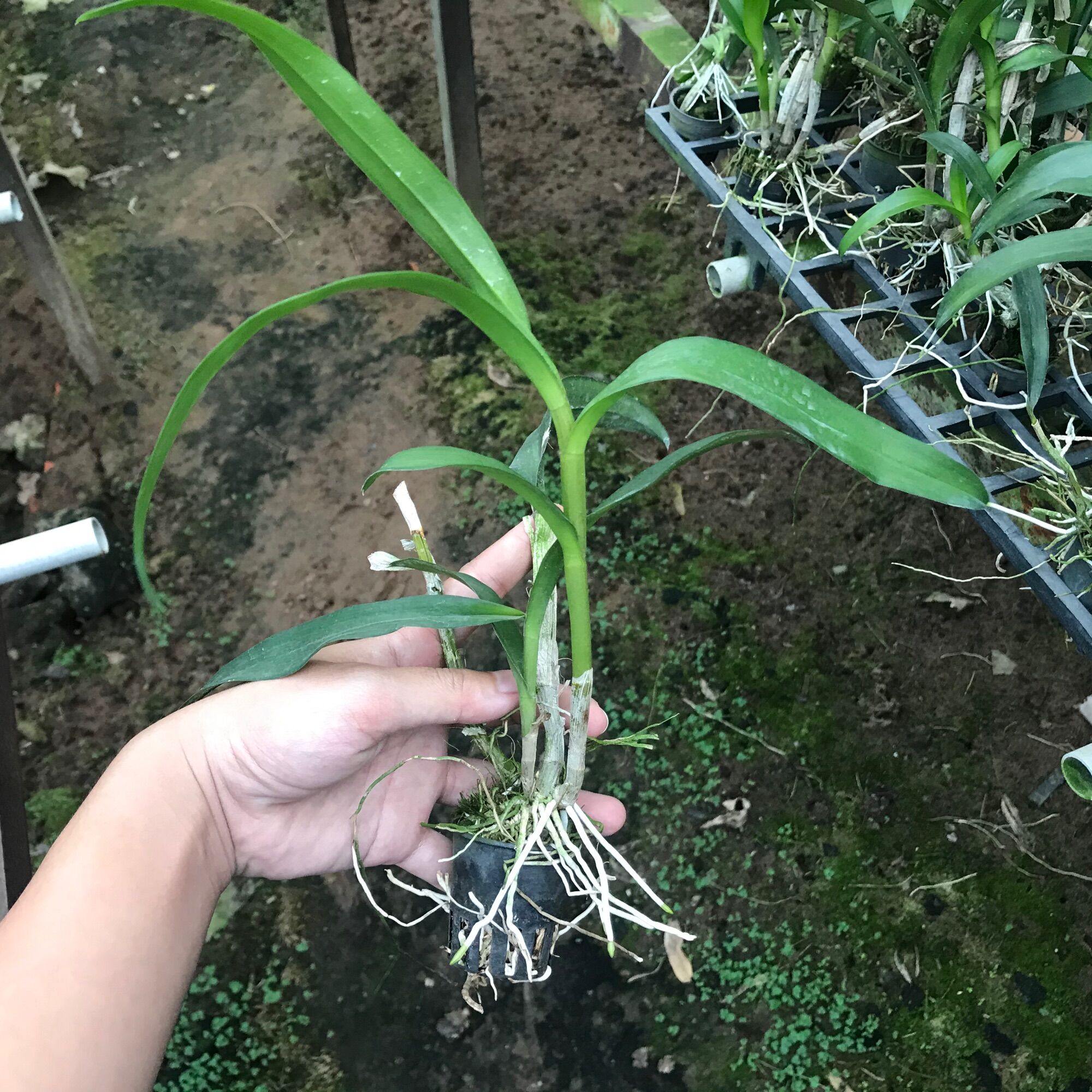 Cây Con Dendro Chớp Kim Cương