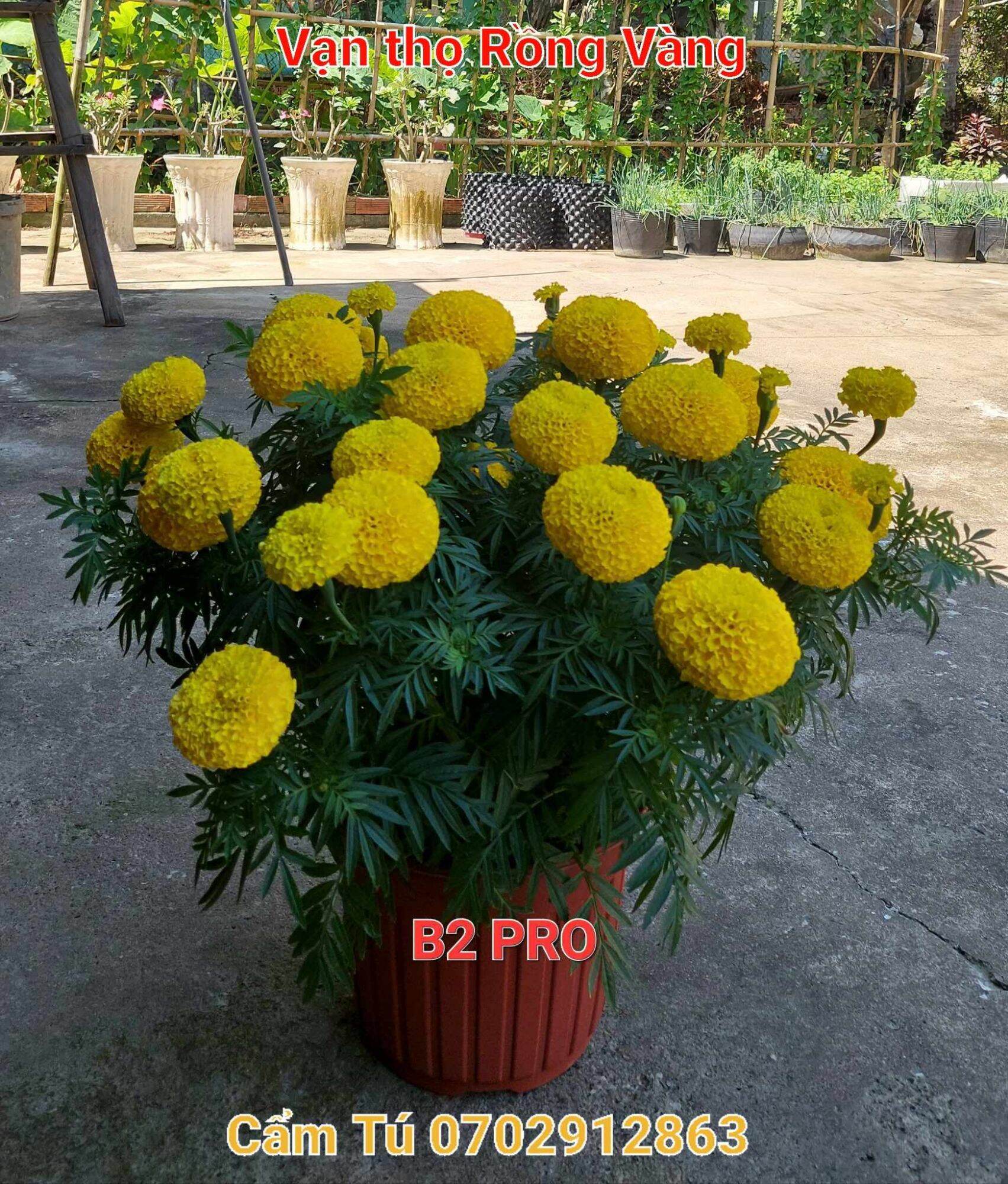 Hạt giống vạn thọ Mỹ B2 KING OF MARIGOLD