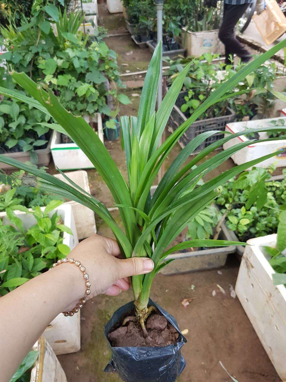 Chậu cây lá dứa, lá dứa thơm nấu xôi chè đảm bảo cây sống 100%