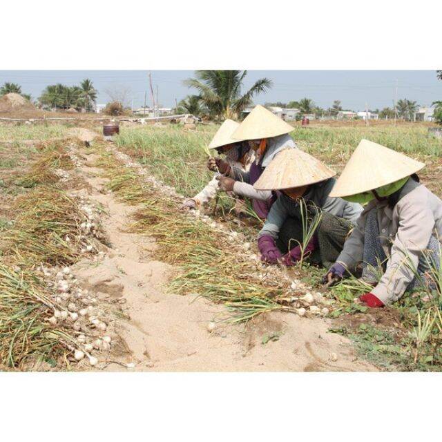 1KG Tỏi khô Phan Rang