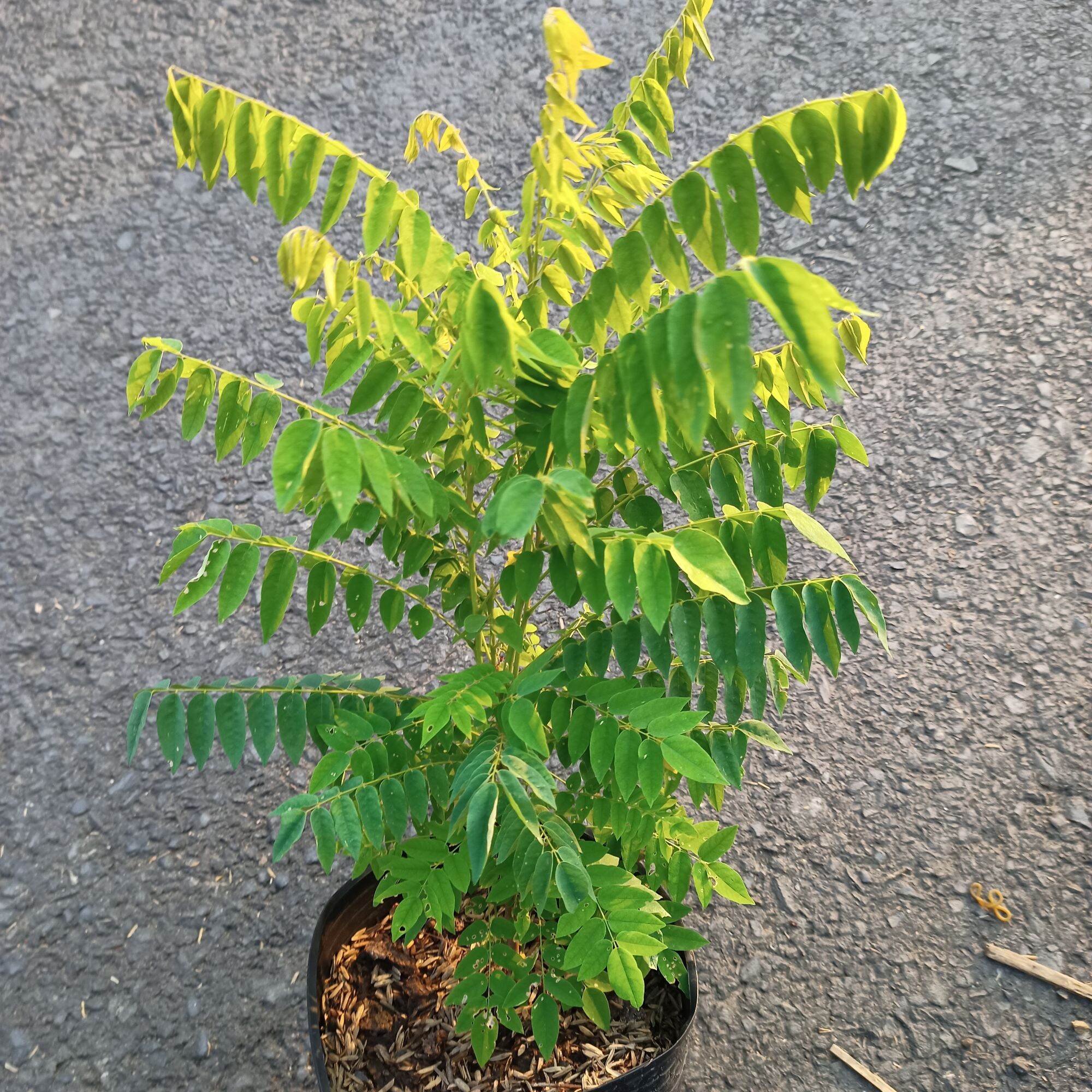 Cây khế tàu