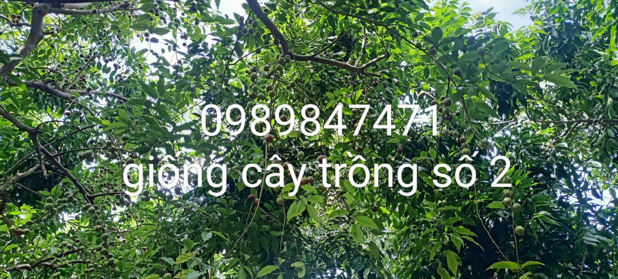 Cây hồng quân combo 2 cây 130k chuẩn giống 100%