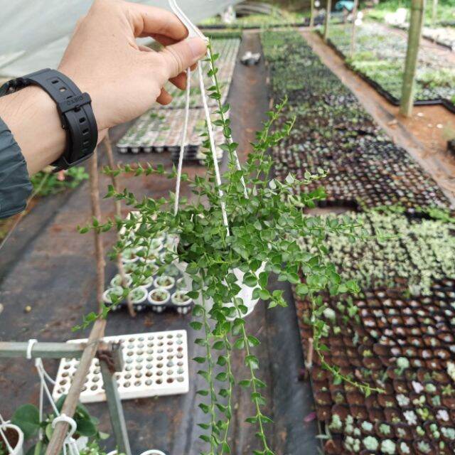Cây lan tim xanh chậu treo trang trí