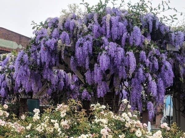 Cây hoa mai xanh thái