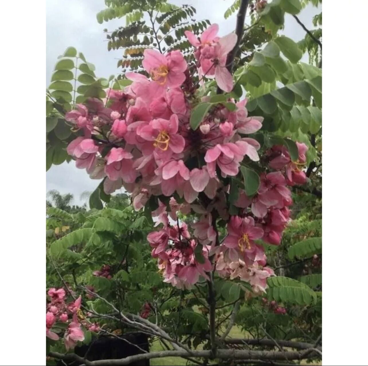 Cây giống hoa muồng anh đào