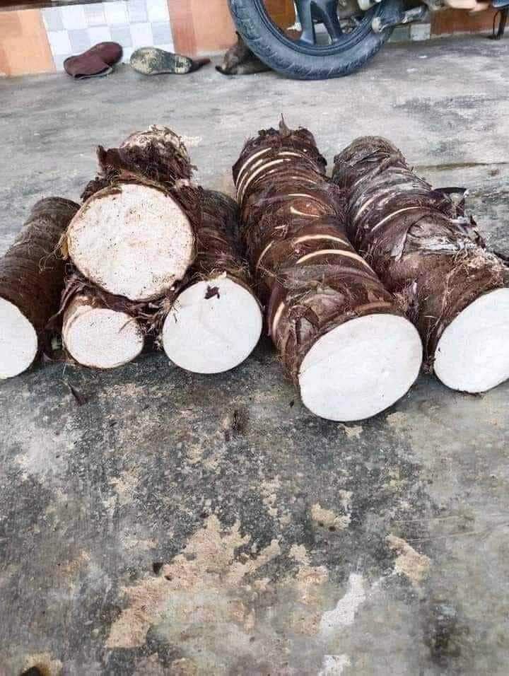 3kg củ bạc hà núi lâu năm, củ tươi mới chất lượng