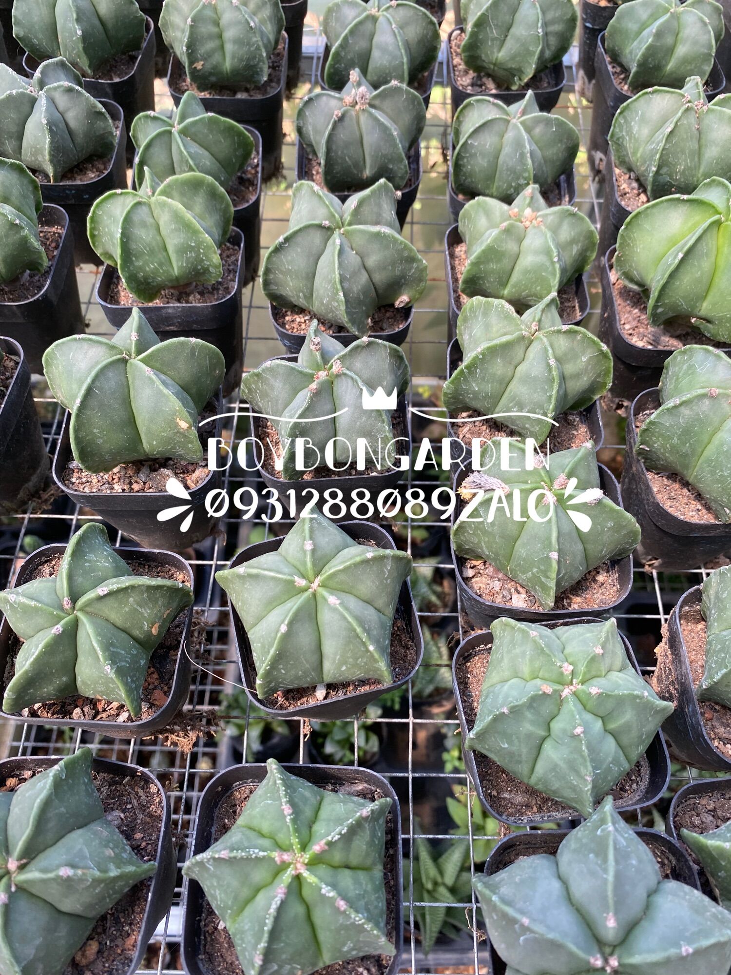 Cây xương rồng astro gieo hạt 5-6cm