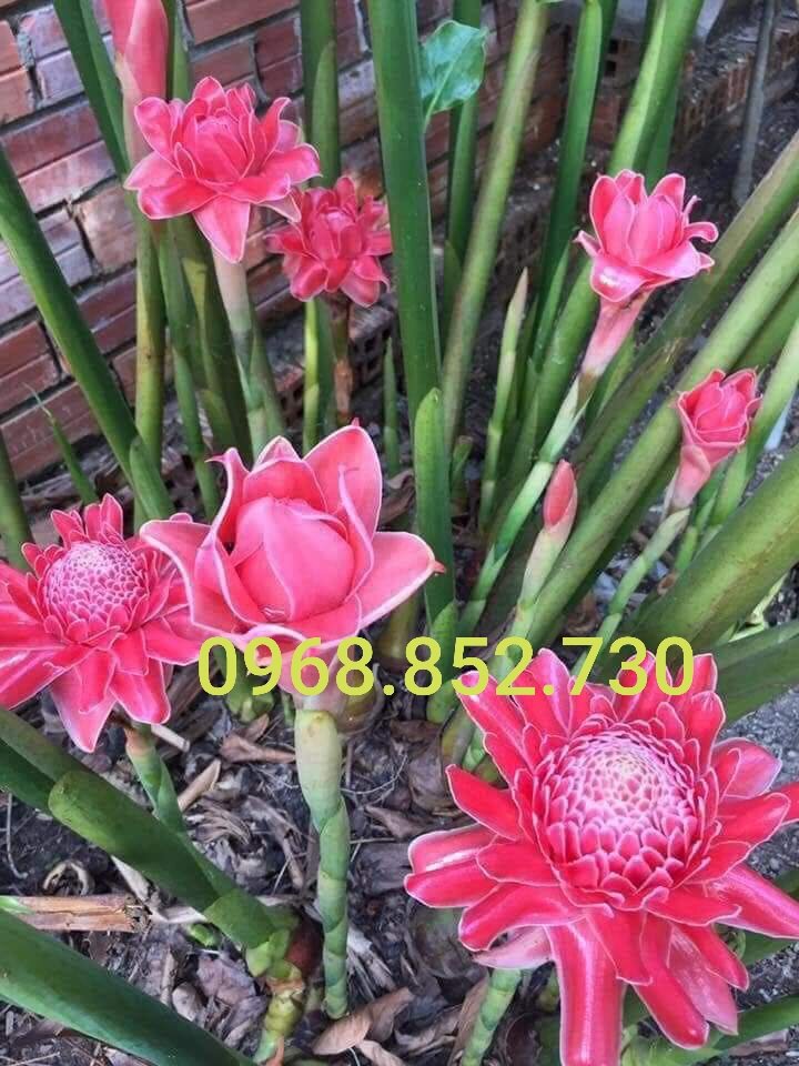 Chậu cây giống Hoa sen đa lộc/sen cạn bảo hành chuẩn giống