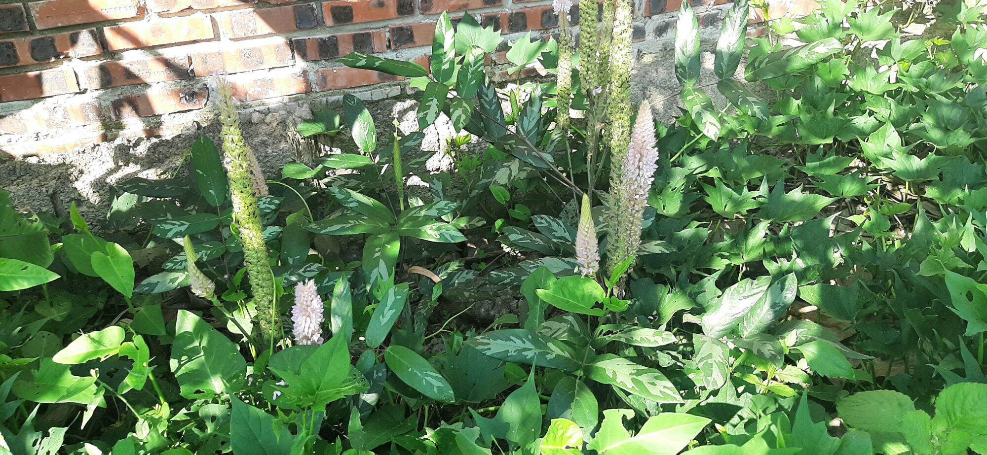 Hạt giống cây đuôi chồn (0.2g)