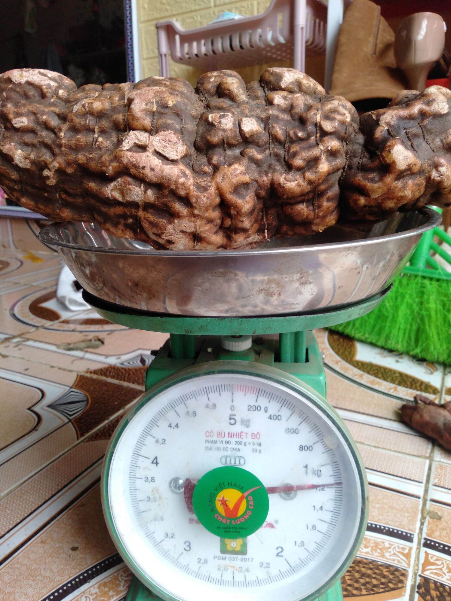Củ hà thủ ô  tươi rừng tây bắc size 1, 2kg