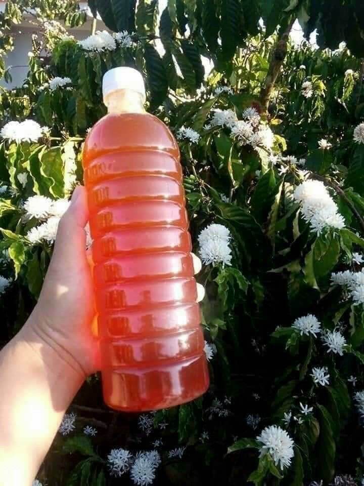 Mật ong hoa cà phê