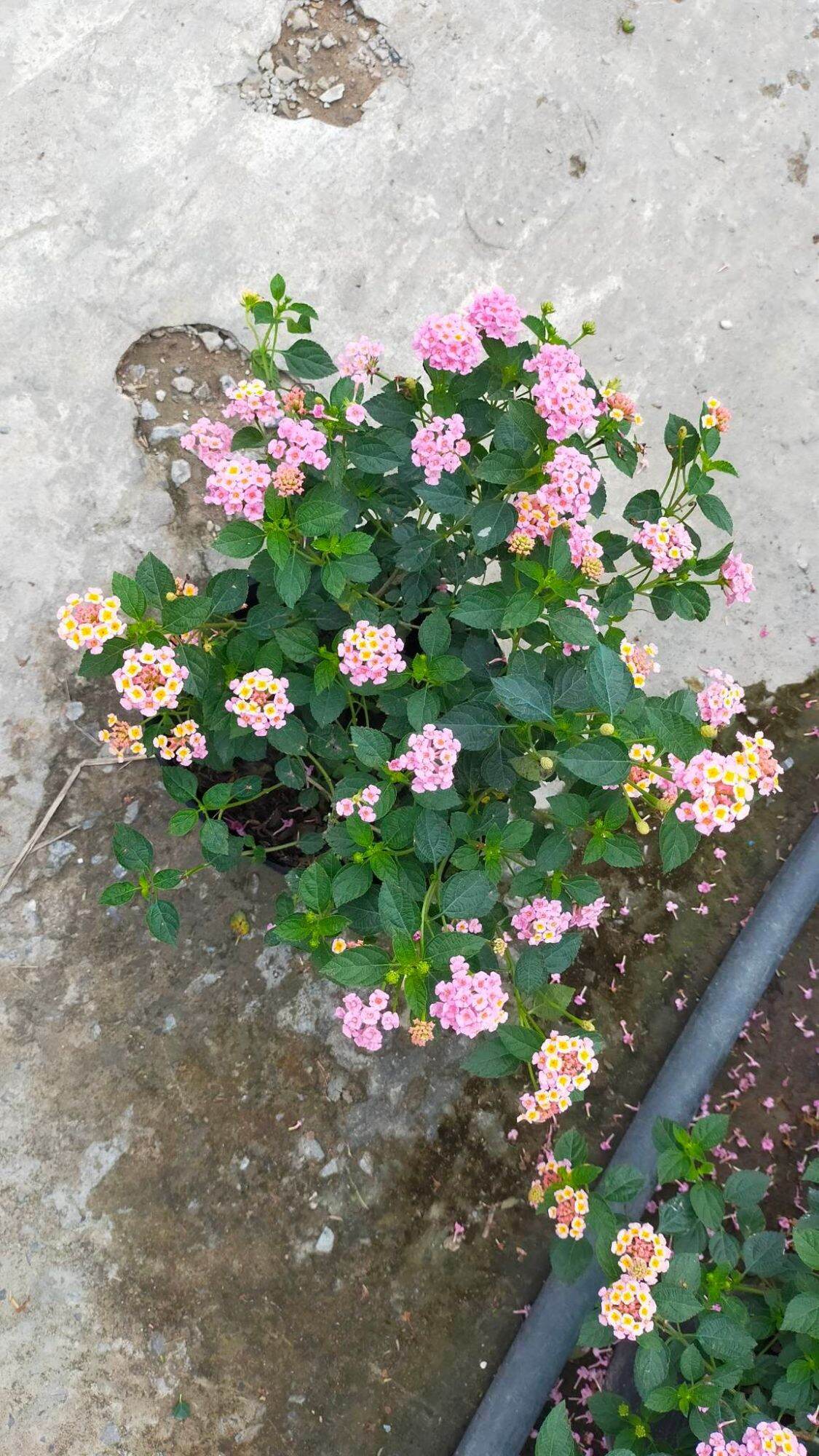 Cây Trâm Ổi đã có hoa