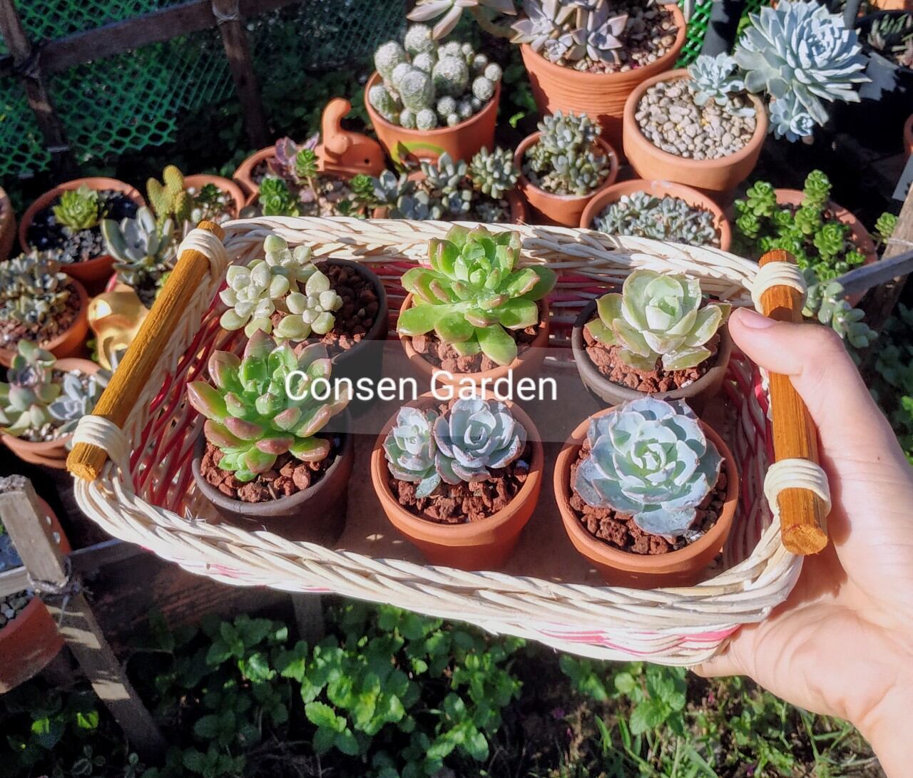 Chậu đất nung mini 5x5 cm, chậu trồng sen đá, xr