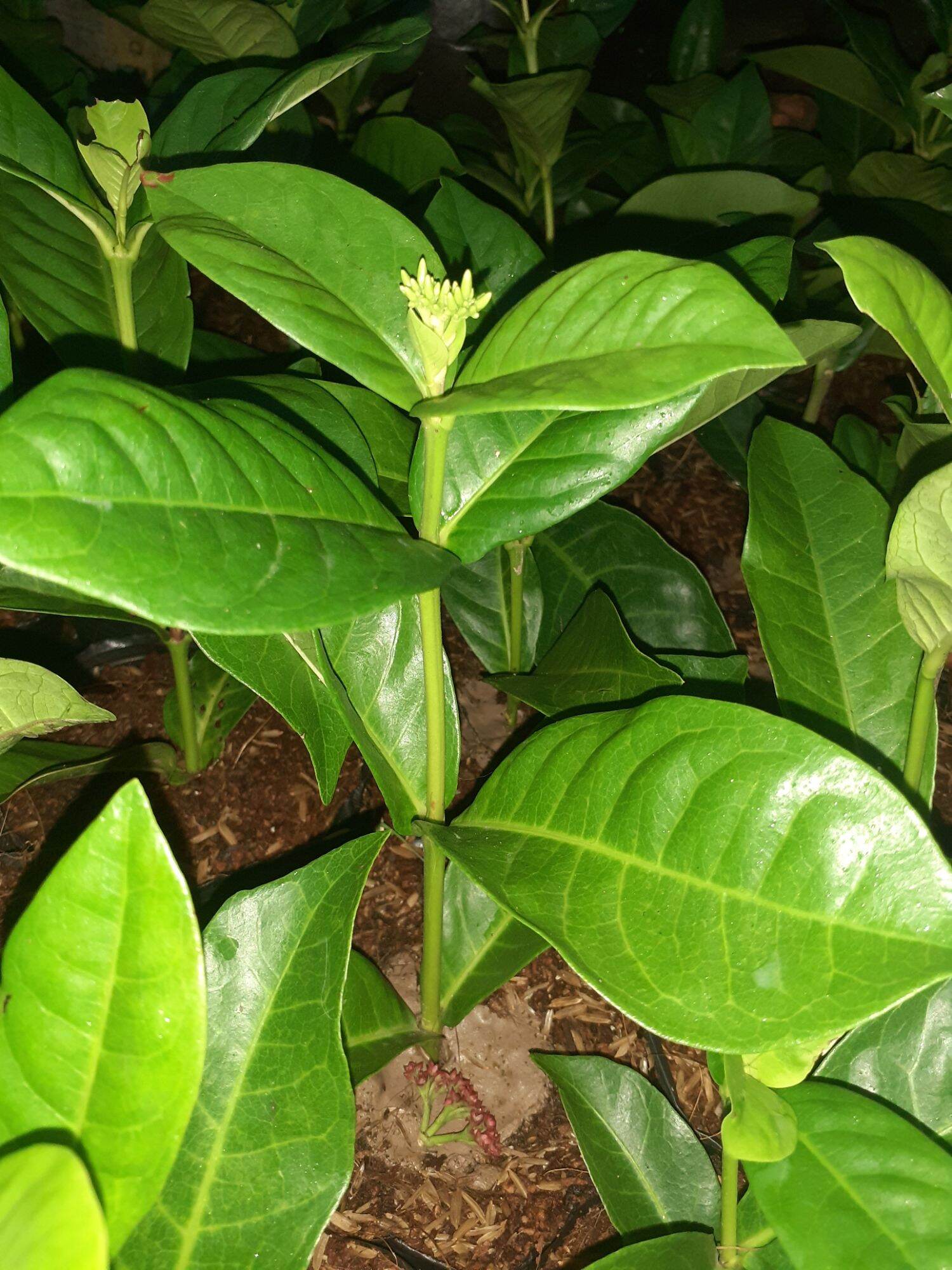 2 CÂY GIỐNG TRANG MỸ VÀNG CHANH