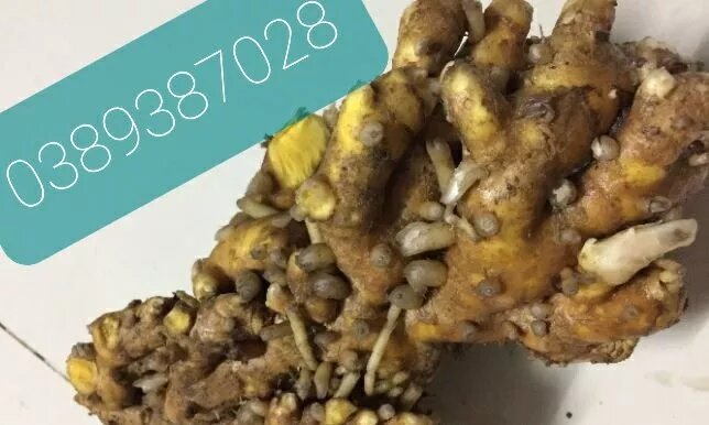 Củ ngải sậy vàng,500g