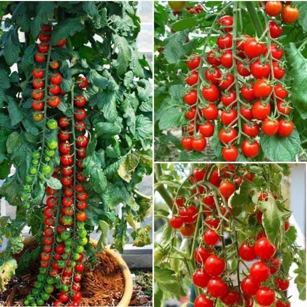 HẠT GIỐNG CÀ CHUA BI CHUỖI NGỌC