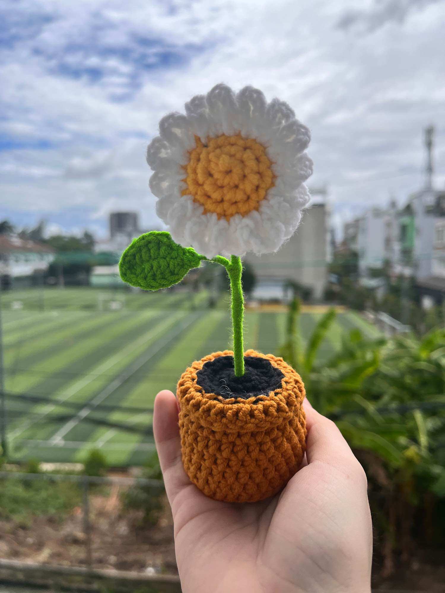 Chậu hoa cúc mini để bàn