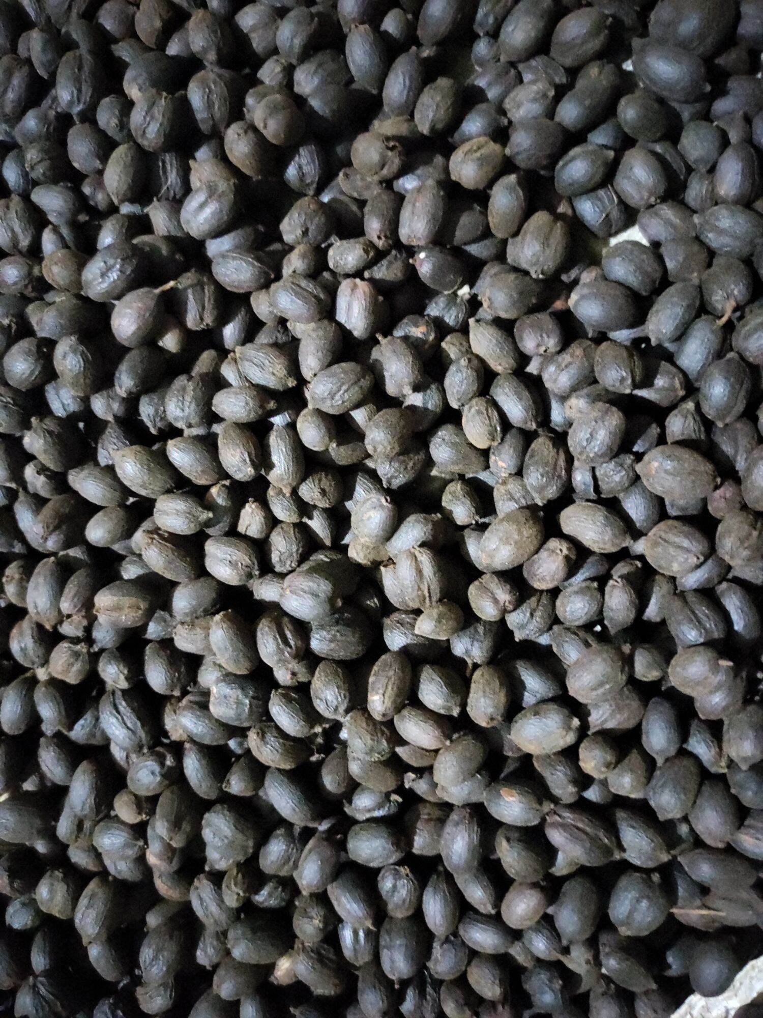 1kg cà phê thô, chế biến theo phương pháp gió mùa