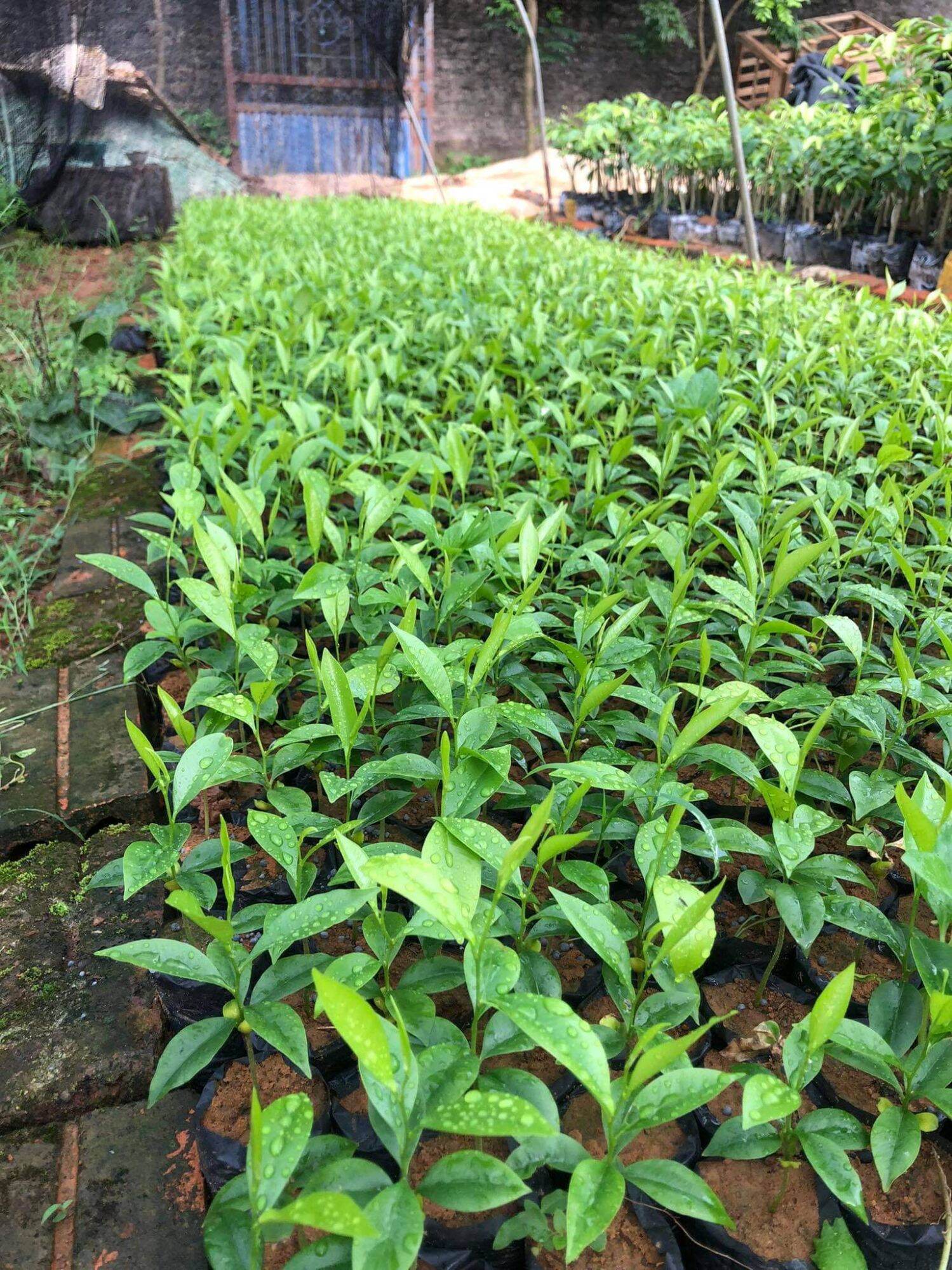 cây giống gió bầu, cây trầm hương
