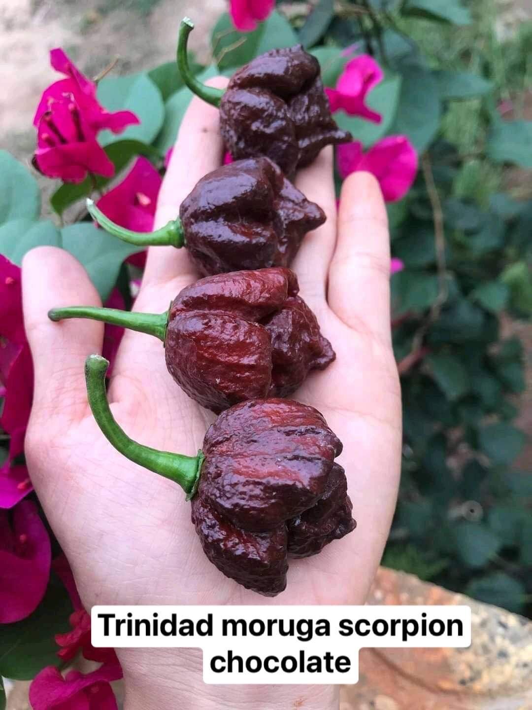 Cây ớt Trinidad moruga scorpion chocolate, ớt cay top thế giới