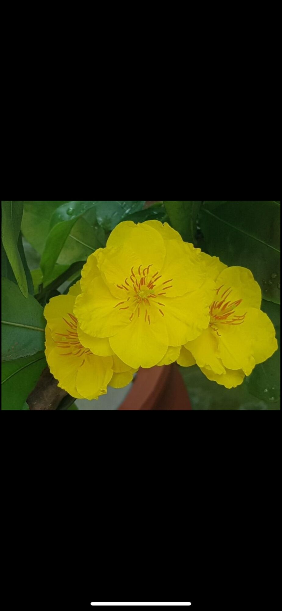 Cây giống mai dảo Thủ Đức